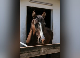 Deutsches Reitpferd, Wallach, 3 Jahre, 142 cm