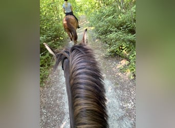 Deutsches Reitpferd, Wallach, 3 Jahre, 142 cm