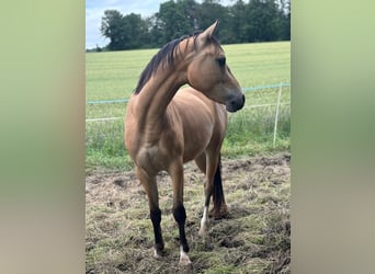 Deutsches Reitpferd, Wallach, 3 Jahre, 146 cm