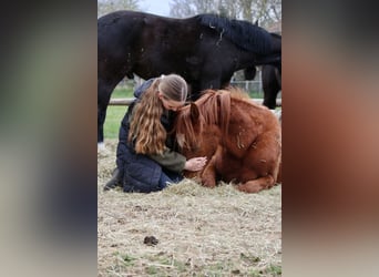 Deutsches Reitpferd, Wallach, 3 Jahre, 146 cm