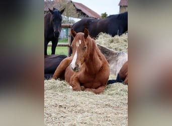 Deutsches Reitpferd, Wallach, 3 Jahre, 146 cm, Fuchs