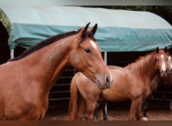 Deutsches Reitpferd, Wallach, 3 Jahre, 148 cm, Brauner