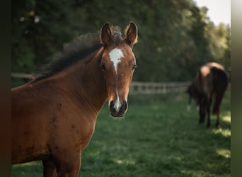Deutsches Reitpferd, Wallach, 3 Jahre, 148 cm, Brauner