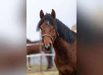 Deutsches Reitpferd Mix, Wallach, 3 Jahre, 150 cm, Brauner