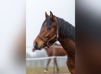 Deutsches Reitpferd Mix, Wallach, 3 Jahre, 150 cm, Brauner