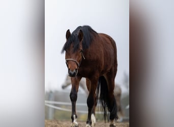 Deutsches Reitpferd Mix, Wallach, 3 Jahre, 150 cm, Brauner