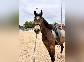Deutsches Reitpferd, Wallach, 3 Jahre, 150 cm, Buckskin