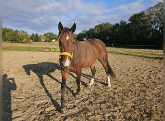 Deutsches Reitpferd, Wallach, 3 Jahre, 151 cm, Brauner