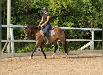 Deutsches Reitpferd, Wallach, 3 Jahre, 153 cm, Buckskin