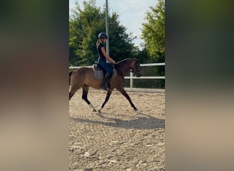 Deutsches Reitpferd, Wallach, 3 Jahre, 153 cm, Buckskin