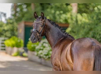 Deutsches Reitpferd, Wallach, 3 Jahre, 158 cm, Rappe