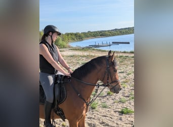 Deutsches Reitpferd, Wallach, 3 Jahre, 160 cm, Brauner