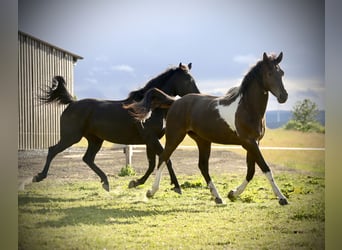Deutsches Reitpferd, Wallach, 3 Jahre, 160 cm, Buckskin