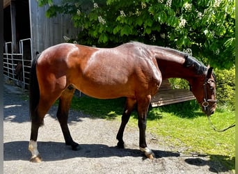 Deutsches Reitpferd, Wallach, 3 Jahre, 162 cm, Brauner