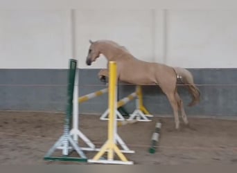 Deutsches Reitpferd, Wallach, 3 Jahre, 162 cm, Palomino