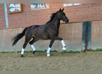 Deutsches Reitpferd, Wallach, 3 Jahre, 164 cm, Schwarzbrauner