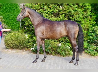 Deutsches Reitpferd, Wallach, 3 Jahre, 164 cm, Schwarzbrauner