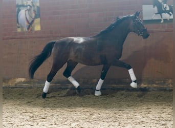 Deutsches Reitpferd, Wallach, 3 Jahre, 164 cm, Schwarzbrauner