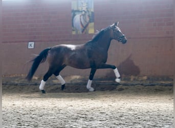 Deutsches Reitpferd, Wallach, 3 Jahre, 164 cm, Schwarzbrauner