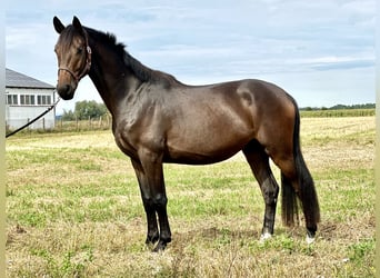 Deutsches Reitpferd, Wallach, 3 Jahre, 165 cm, Brauner