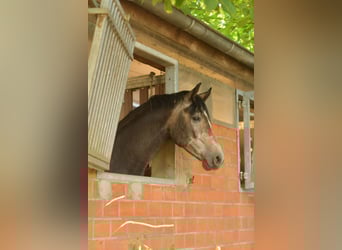 Deutsches Reitpferd, Wallach, 3 Jahre, 167 cm, Blauschimmel