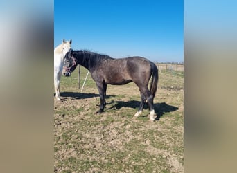 Deutsches Reitpferd, Wallach, 3 Jahre, 167 cm, Blauschimmel