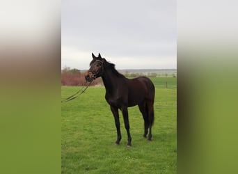 Deutsches Reitpferd, Wallach, 3 Jahre, 167 cm, Schwarzbrauner