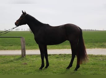 Deutsches Reitpferd, Wallach, 3 Jahre, 167 cm, Schwarzbrauner