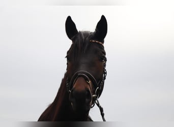 Deutsches Reitpferd, Wallach, 3 Jahre, 167 cm, Schwarzbrauner