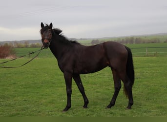 Deutsches Reitpferd, Wallach, 3 Jahre, 167 cm, Schwarzbrauner