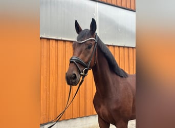 Deutsches Reitpferd, Wallach, 3 Jahre, 168 cm, Brauner