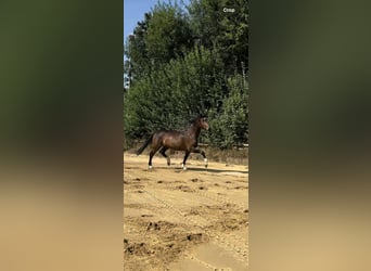 Deutsches Reitpferd, Wallach, 3 Jahre, 168 cm, Brauner