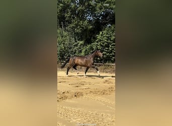 Deutsches Reitpferd, Wallach, 3 Jahre, 168 cm, Brauner