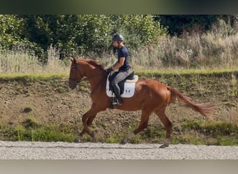Deutsches Reitpferd, Wallach, 3 Jahre, 168 cm, Fuchs