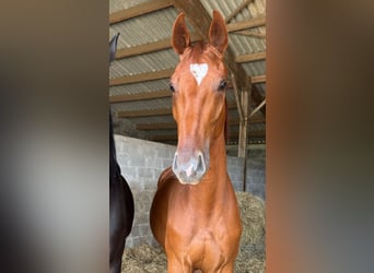 Deutsches Reitpferd, Wallach, 3 Jahre, 168 cm, Fuchs