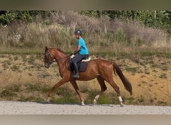Deutsches Reitpferd, Wallach, 3 Jahre, 168 cm, Fuchs