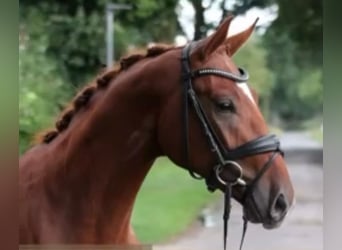 Deutsches Reitpferd, Wallach, 3 Jahre, 168 cm, Fuchs