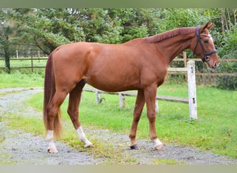 Deutsches Reitpferd, Wallach, 3 Jahre, 168 cm, Fuchs