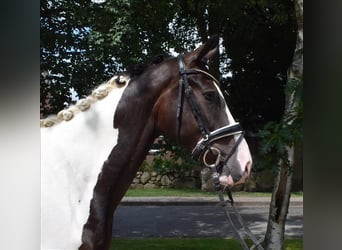 Deutsches Reitpferd, Wallach, 3 Jahre, 168 cm, Schecke