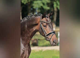 Deutsches Reitpferd, Wallach, 3 Jahre, 169 cm, Dunkelbrauner