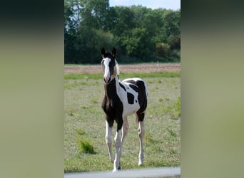 Deutsches Reitpferd, Wallach, 3 Jahre, 170 cm, Schecke