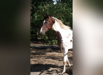 Deutsches Reitpferd, Wallach, 3 Jahre, 170 cm, Schecke