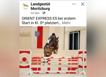 Deutsches Reitpferd, Wallach, 3 Jahre, 172 cm, Brauner