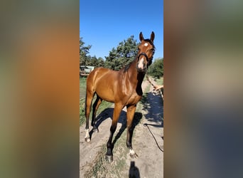 Deutsches Reitpferd, Wallach, 3 Jahre, 172 cm, Brauner
