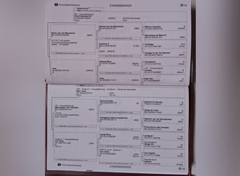 Deutsches Reitpferd, Wallach, 3 Jahre, 172 cm, Brauner