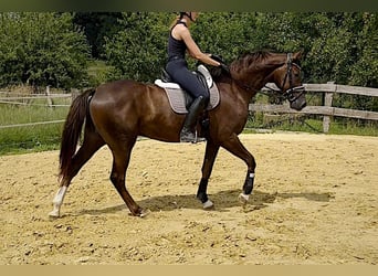 Deutsches Reitpferd, Wallach, 3 Jahre, 172 cm, Dunkelfuchs
