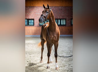 Deutsches Reitpferd, Wallach, 3 Jahre, 172 cm, Dunkelfuchs