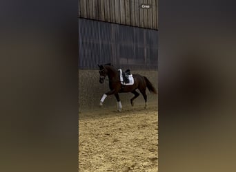 Deutsches Reitpferd, Wallach, 3 Jahre, 172 cm, Dunkelfuchs