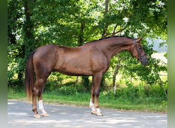 Deutsches Reitpferd, Wallach, 3 Jahre, 172 cm, Dunkelfuchs