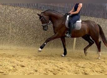 Deutsches Reitpferd, Wallach, 3 Jahre, 172 cm, Dunkelfuchs
